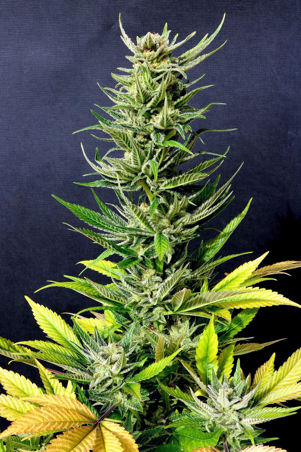 Marijuana seeds - Feminized: Karibbean Mango (2)