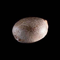 Marijuana seeds: Karibbean Mango,  1 Seed