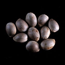 Marijuana seeds: Karibbean Mango,  10+3 Seed