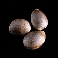 Marijuana seeds: Karibbean Mango,  3+1 Seed