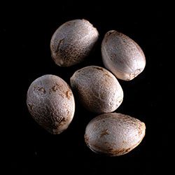 Marijuana seeds: Karibbean Mango,  5+2 Seed