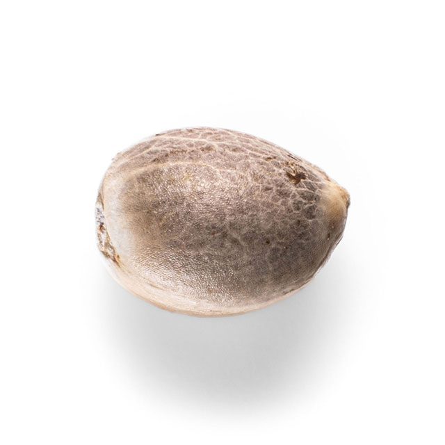 Karibbean Mango
