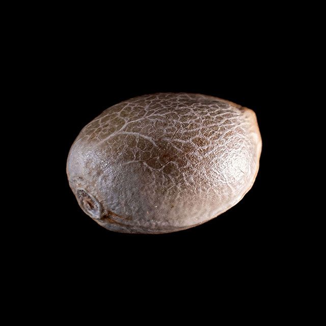 Karibbean Mango