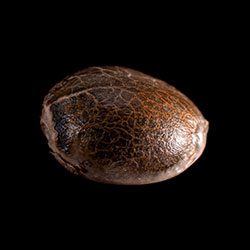 Marijuana seeds: Kickass Auto, 1 Seed