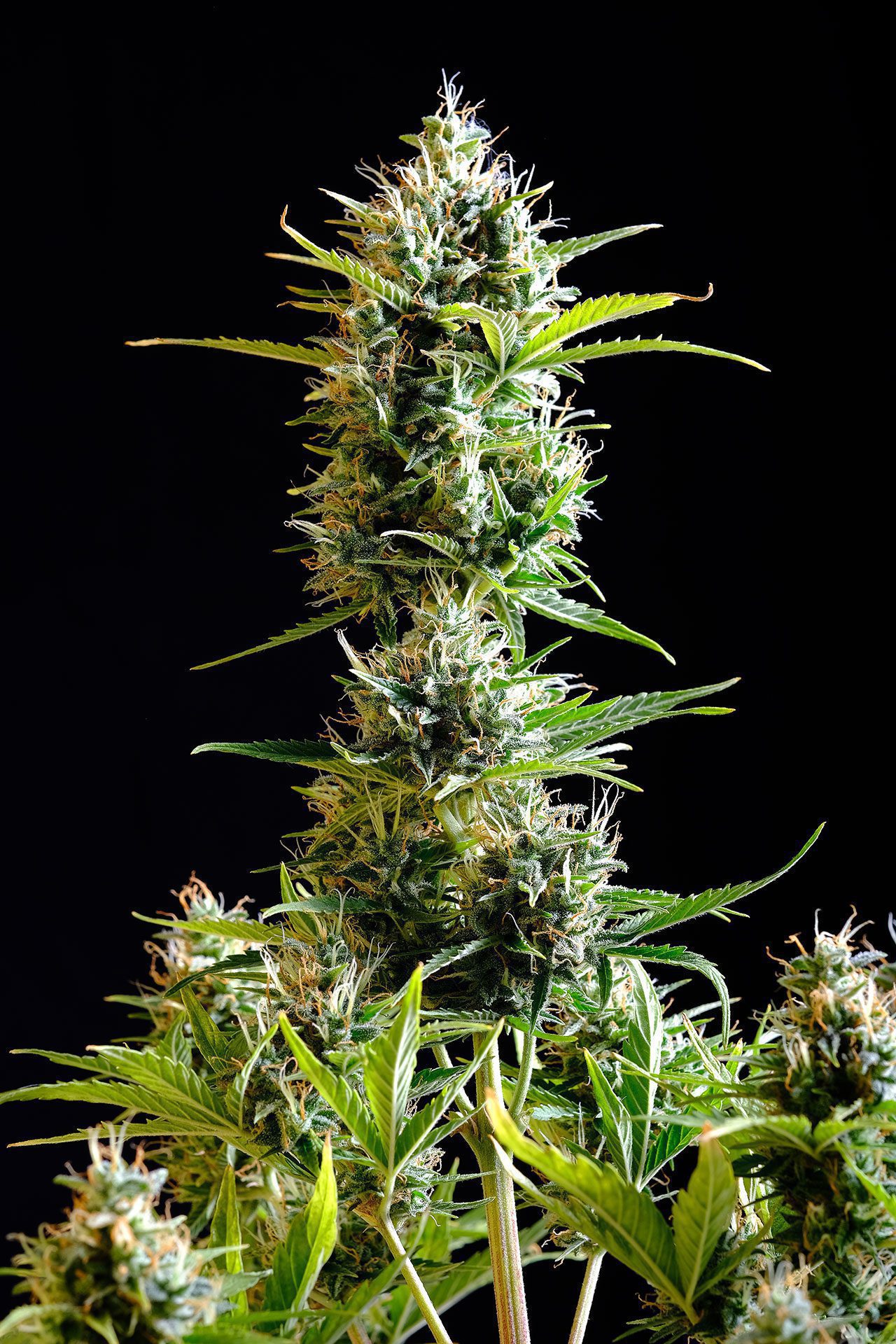 Marijuana seeds - Autoflowering: Kickass Auto (1)