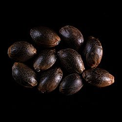 Marijuana seeds: Kickass Auto, 10+3 Seed
