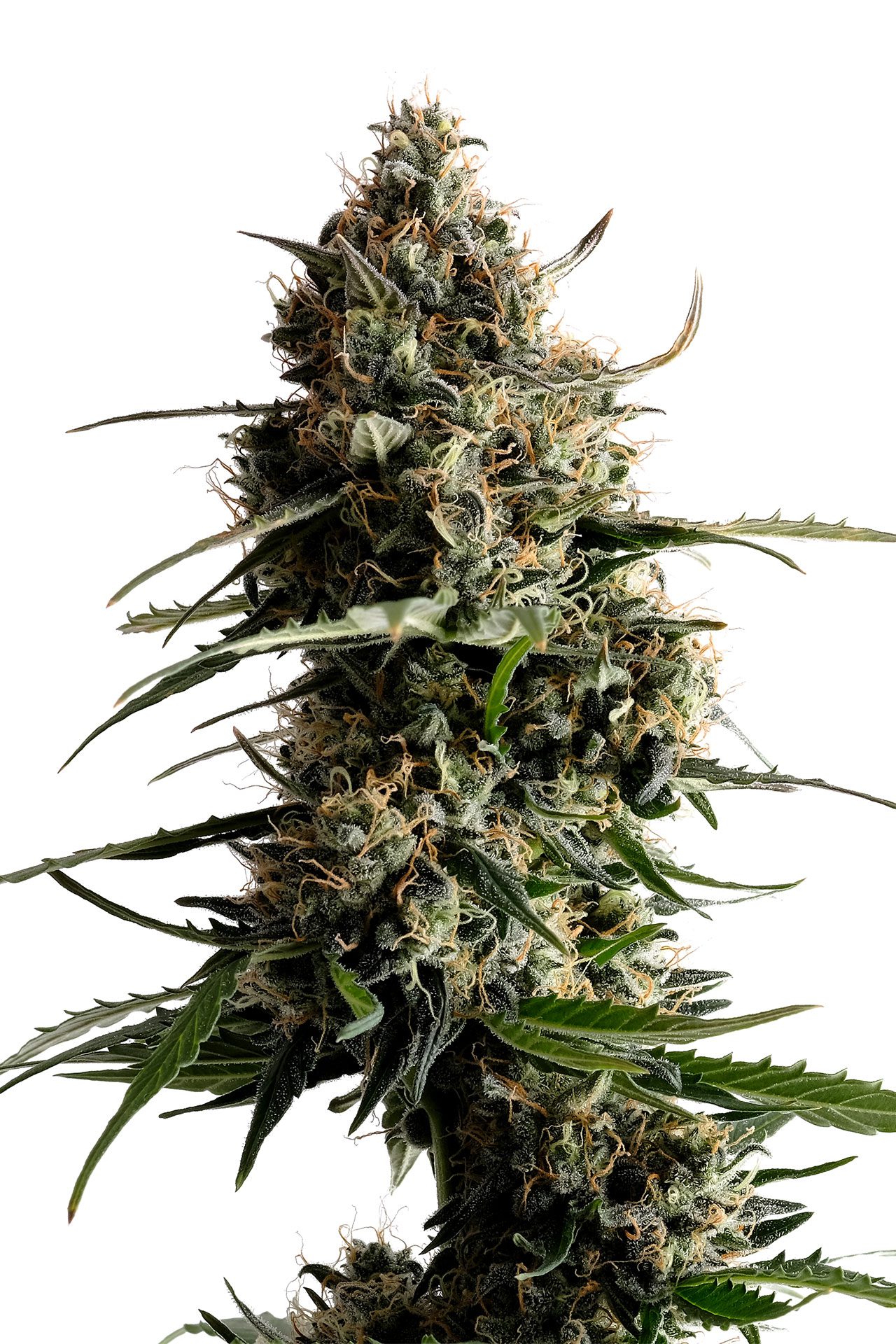 Marijuana seeds - Autoflowering: Kickass Auto (2)