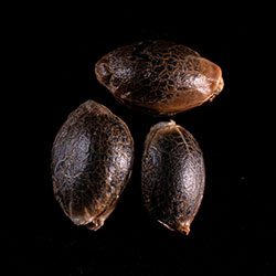 Marijuana seeds: Kickass Auto, 3+1 Seed