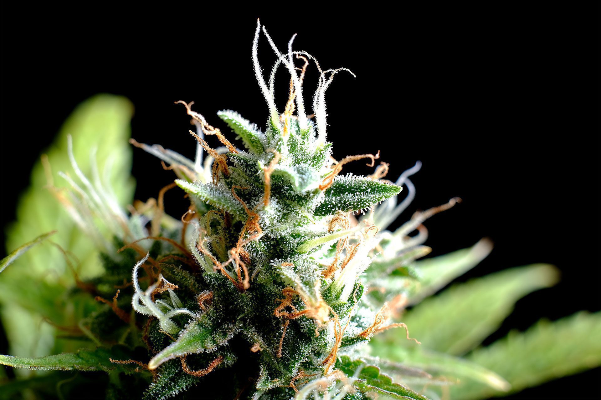 Marijuana seeds - Autoflowering: Kickass Auto (3)