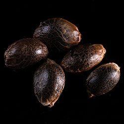 Marijuana seeds: Kickass Auto, 5+2 Seed