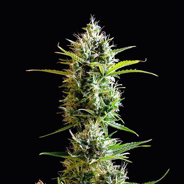 Kickass Auto