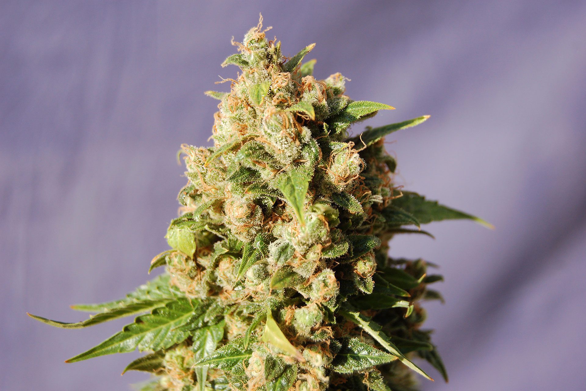 Cannabis-samen - Feminisiert: Kiss (1)