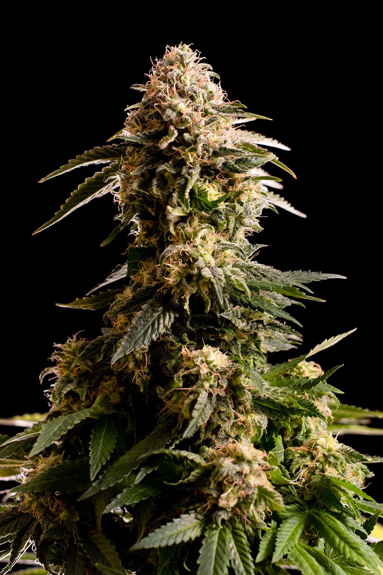 Cannabis-samen - Feminisiert: Kiss (2)
