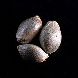 Cannabis-samen: Kiss, 3+1 Seed