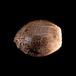 Marijuana seeds: Kritic Auto, 1 Seed