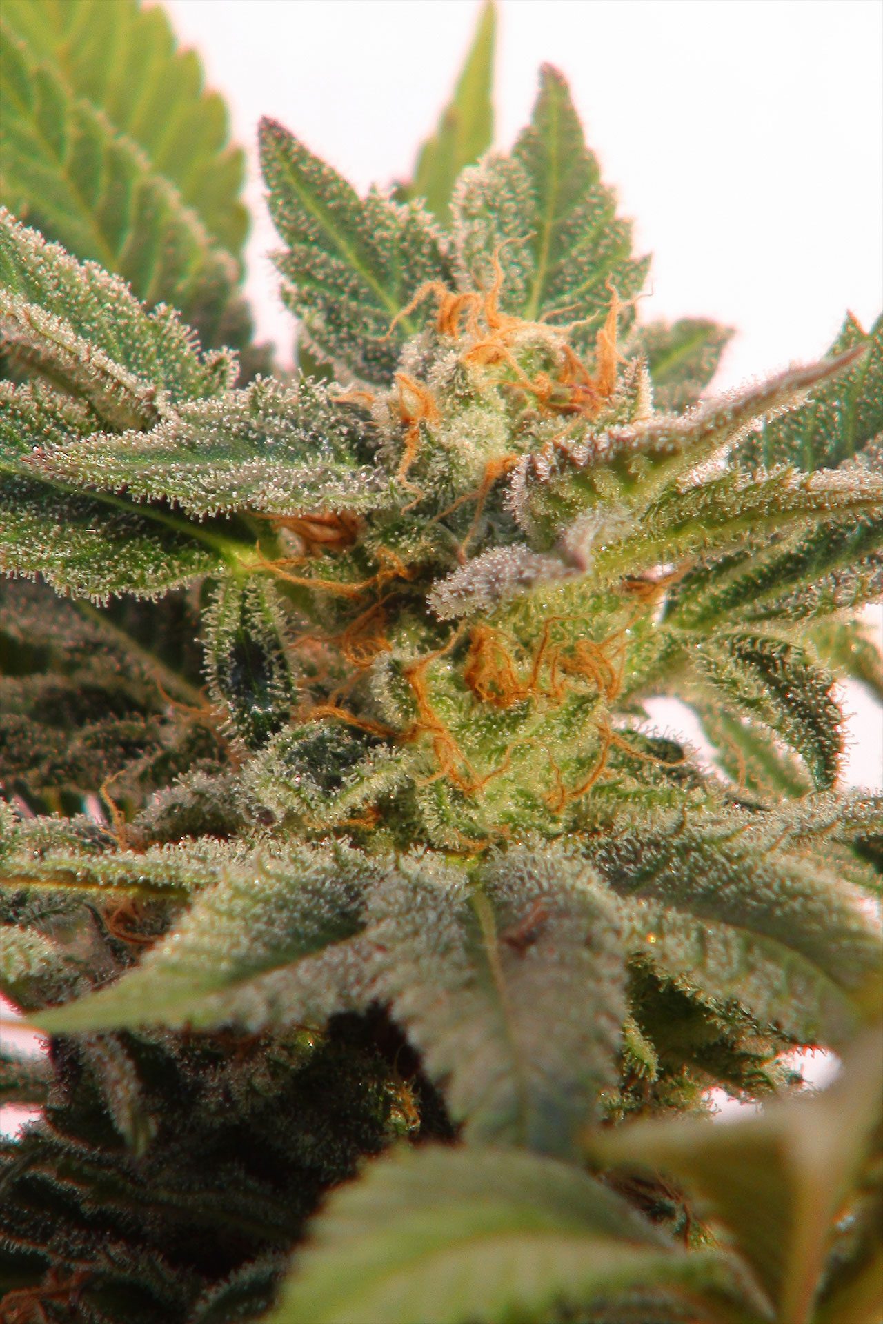 Cannabis-samen - Autoflowering: Kritic Auto (1)
