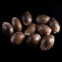 Marijuana seeds: Kritic Auto, 10+3 Seed