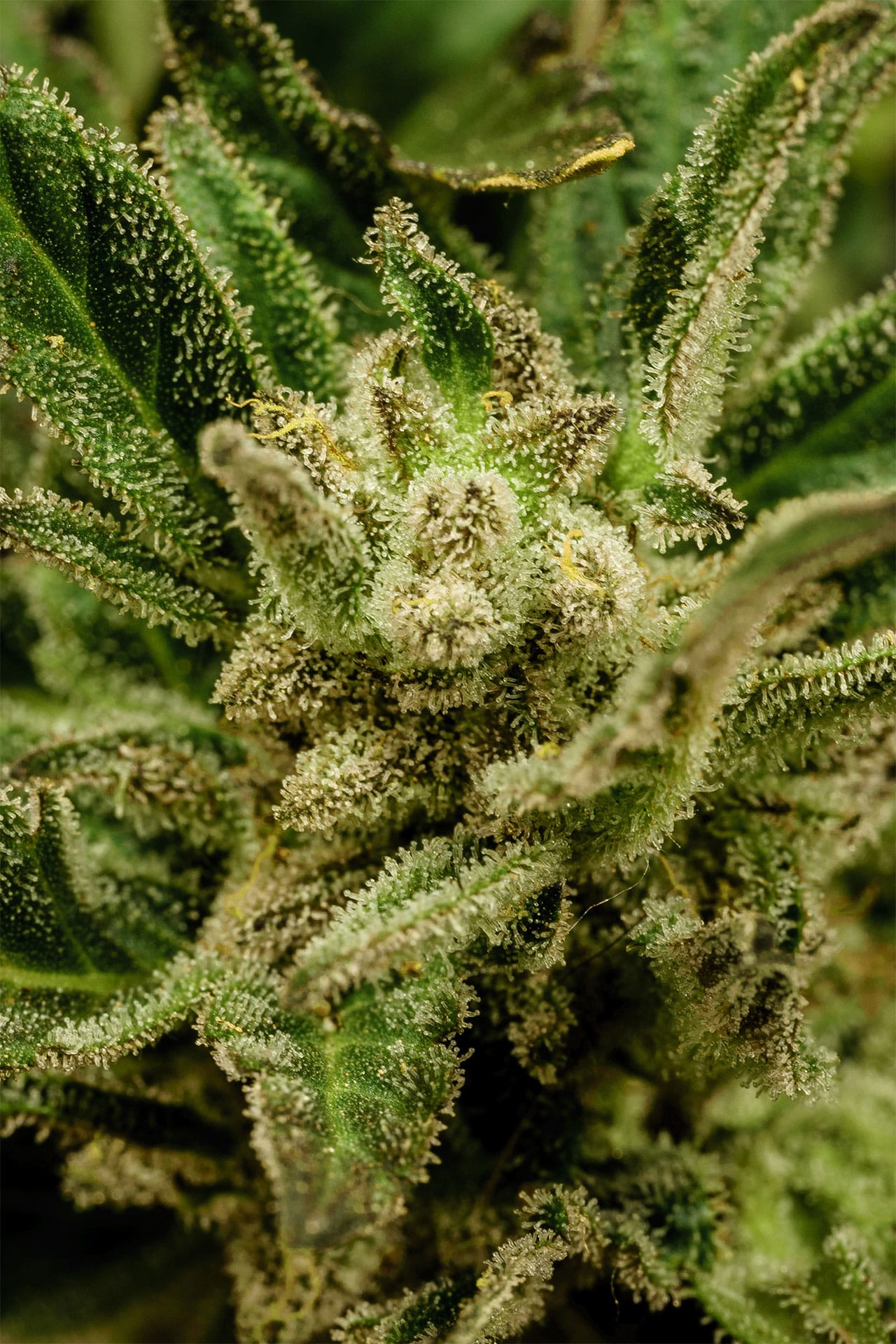 Marijuana seeds - Autoflowering: Kritic Auto (2)