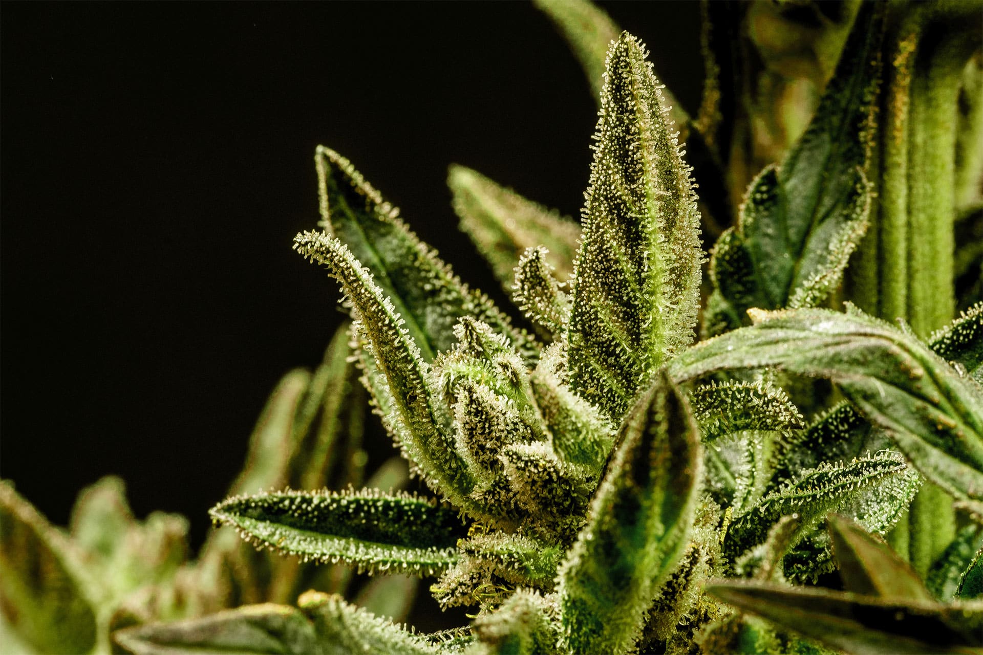 Marijuana seeds - Autoflowering: Kritic Auto (3)