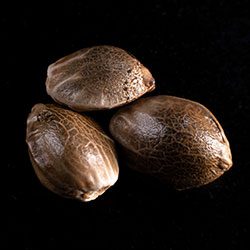 Marijuana seeds: Kritic Auto, 3+1 Seed