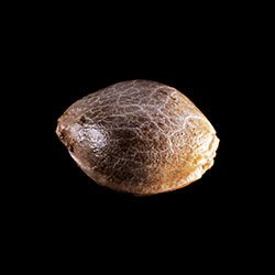 Marijuana seeds: Kritikal-K,  1 Seed