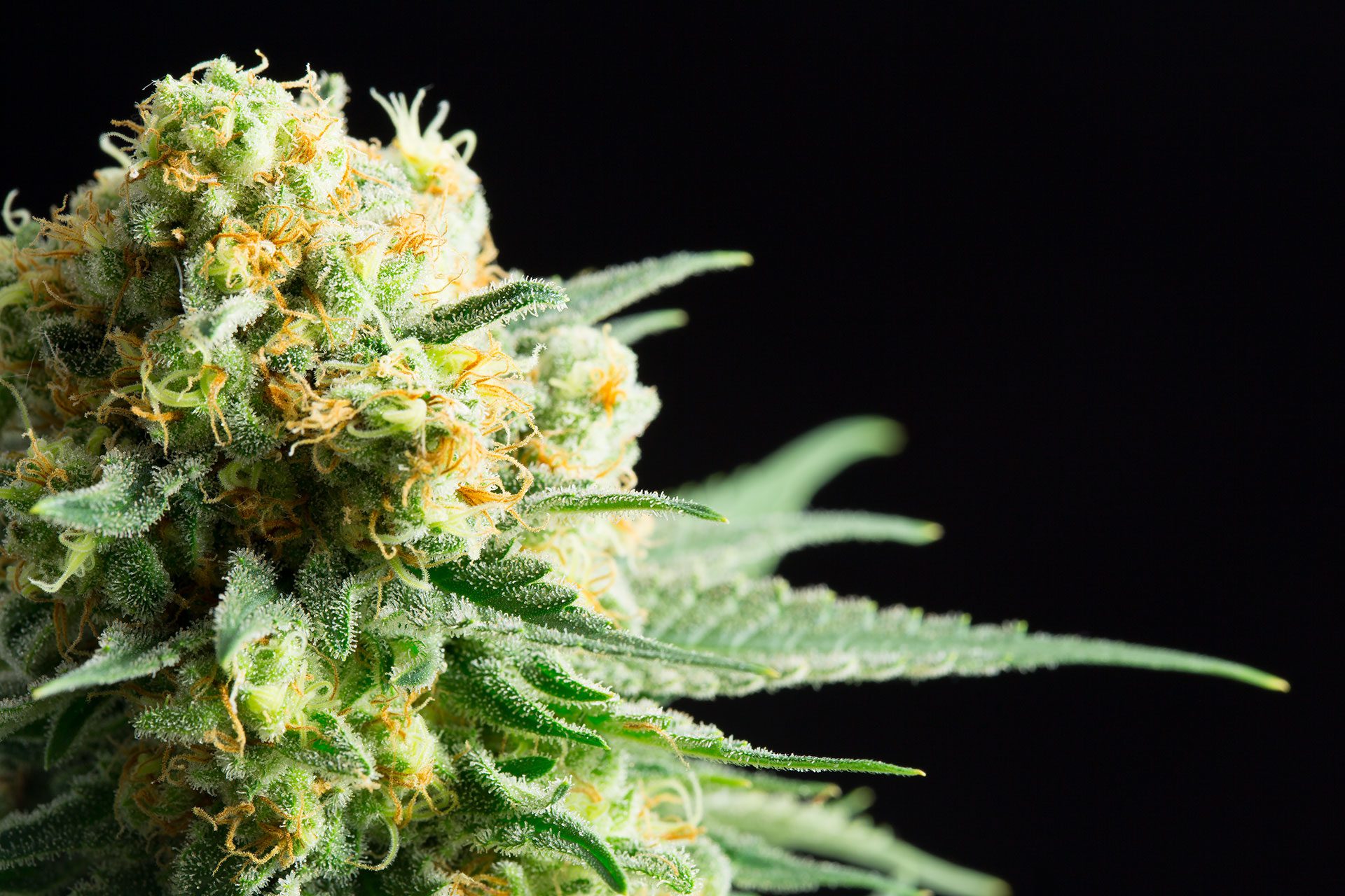 Marijuana seeds - Feminized: Kritikal-K (1)