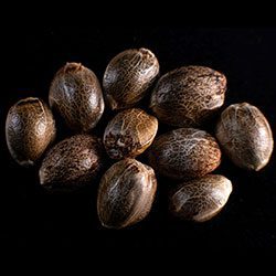 Marijuana seeds: Kritikal-K,  10+3 Seed