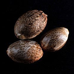 Marijuana seeds: Kritikal-K,  3+1 Seed