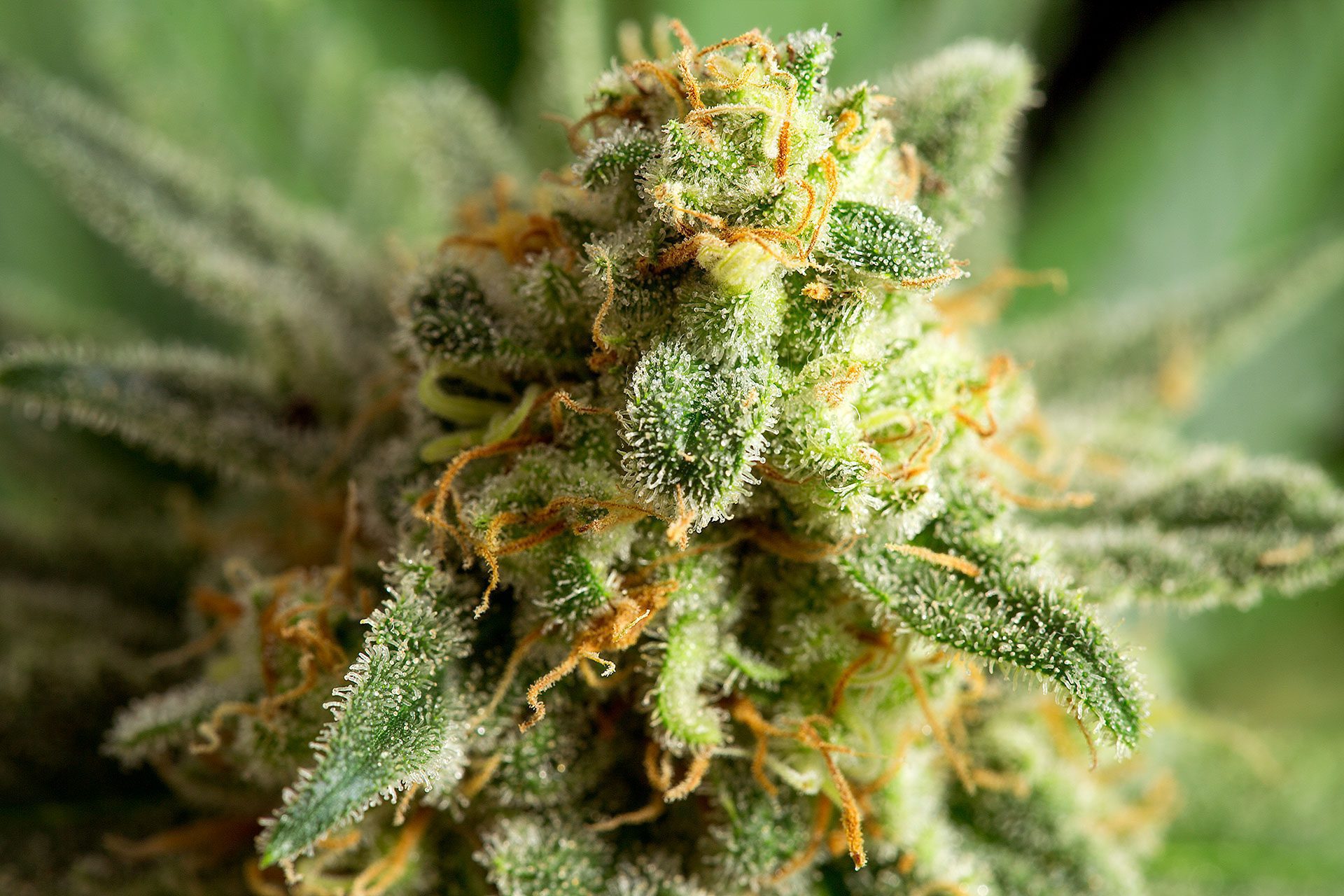Marijuana seeds - Feminized: Kritikal-K (3)
