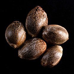 Marijuana seeds: Kritikal-K,  5+2 Seed