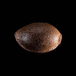 Marijuana seeds: La Blanca,  1 Seed