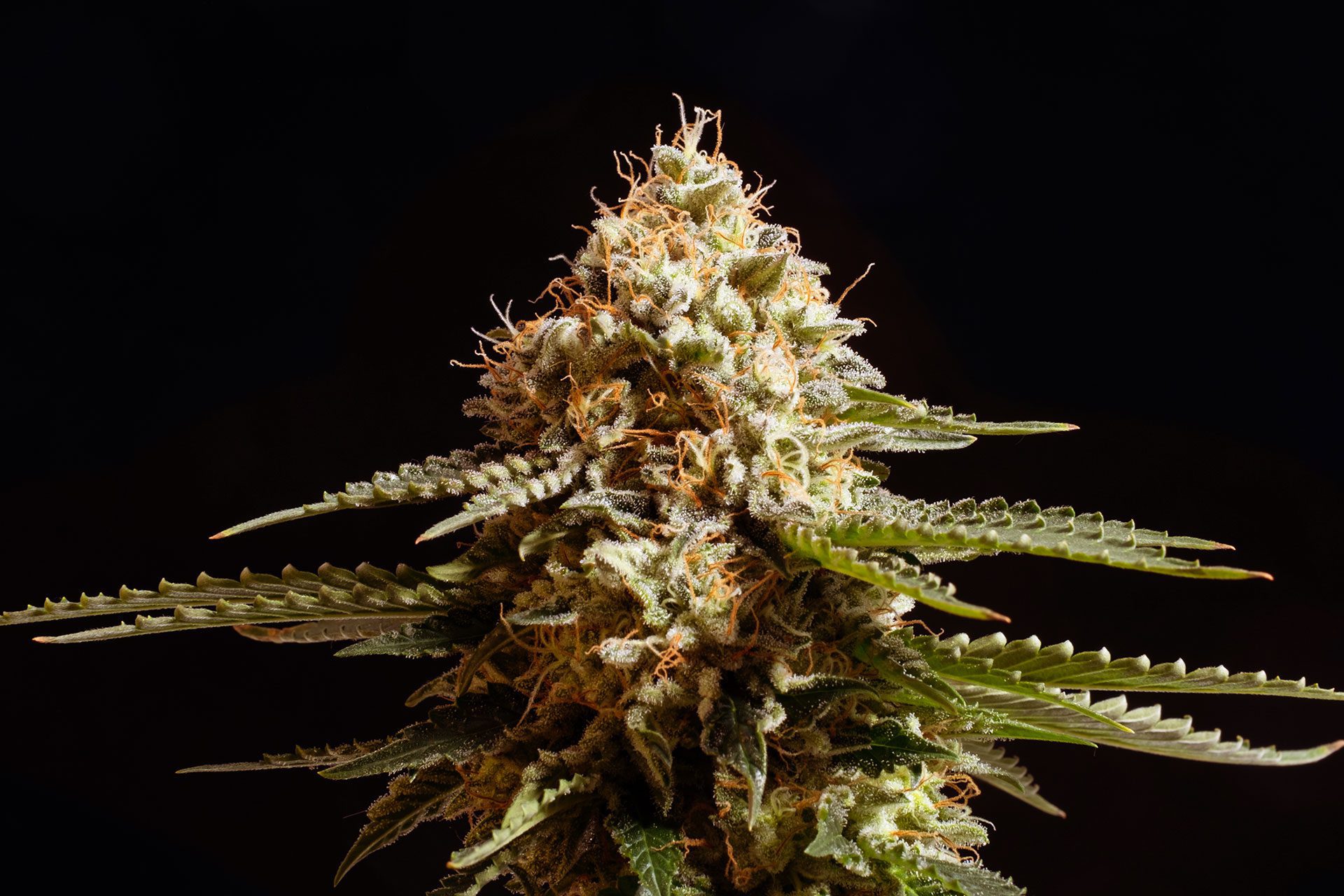 Marijuana seeds - Feminized: La Blanca (1)