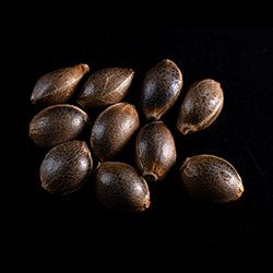 Marijuana seeds: La Blanca,  10+3 Seed
