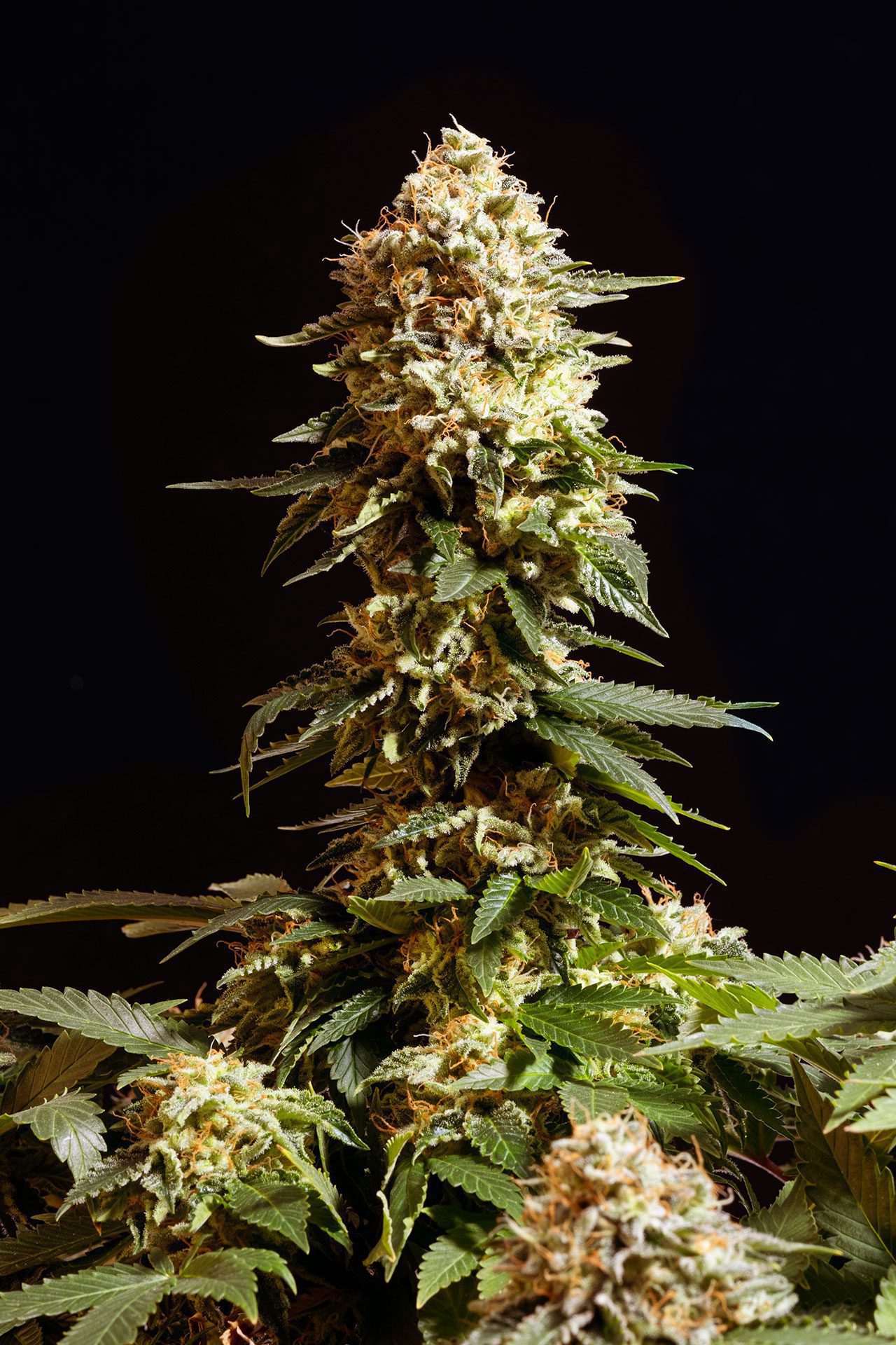 Marijuana seeds - Feminized: La Blanca (2)
