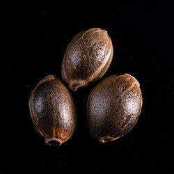 Marijuana seeds: La Blanca,  3+1 Seed