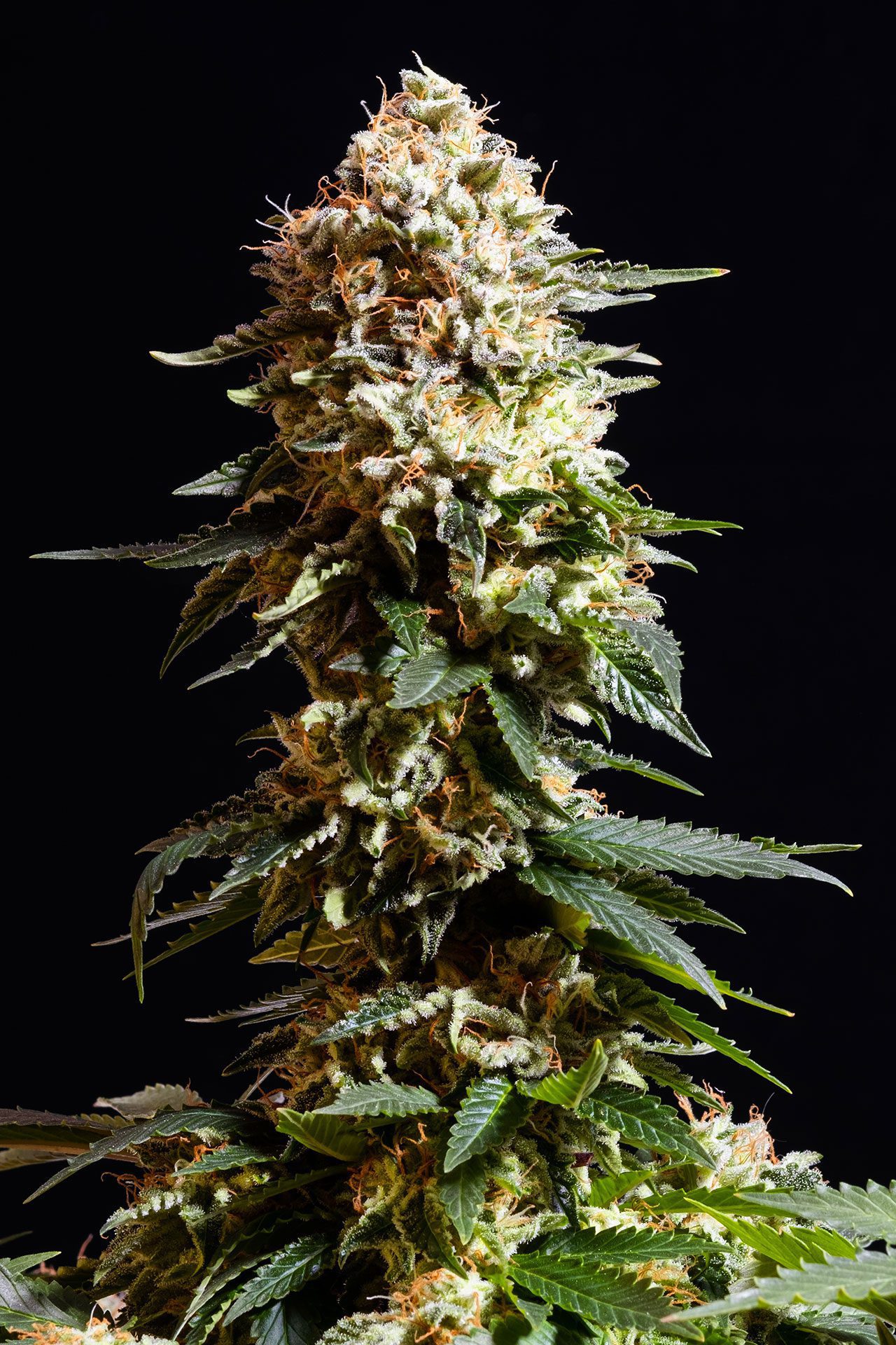 Marijuana seeds - Feminized: La Blanca (3)
