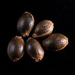 Marijuana seeds: La Blanca,  5+2 Seed
