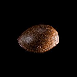 Marijuana seeds: Lemon Haze Auto, 1 Seed