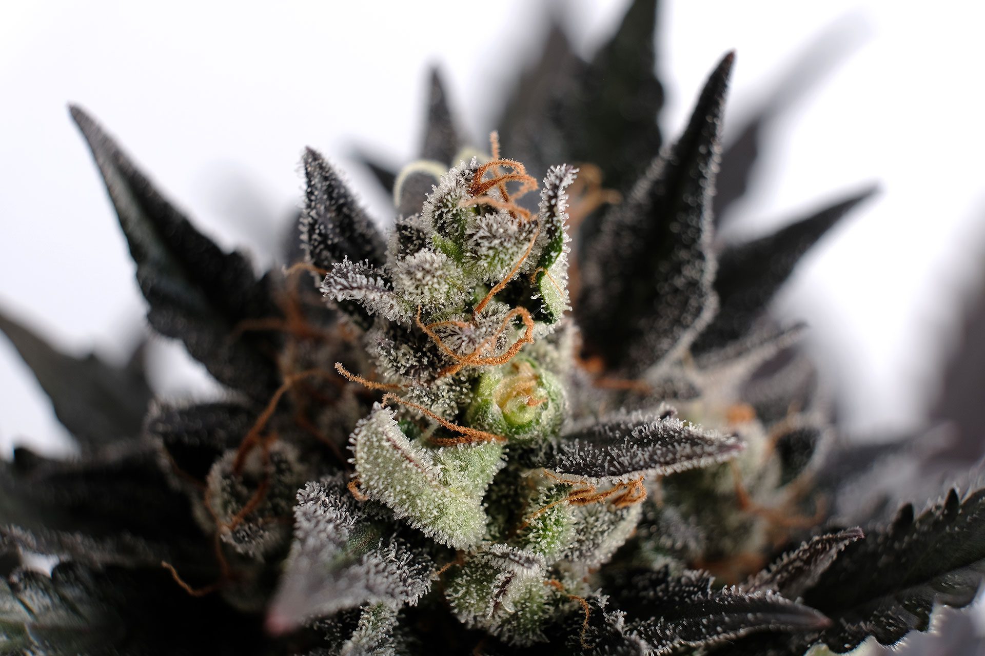 häufigsten probleme marihuana-sämlingen