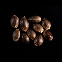 Marijuana seeds: Lemon Haze Auto, 10+3 Seed