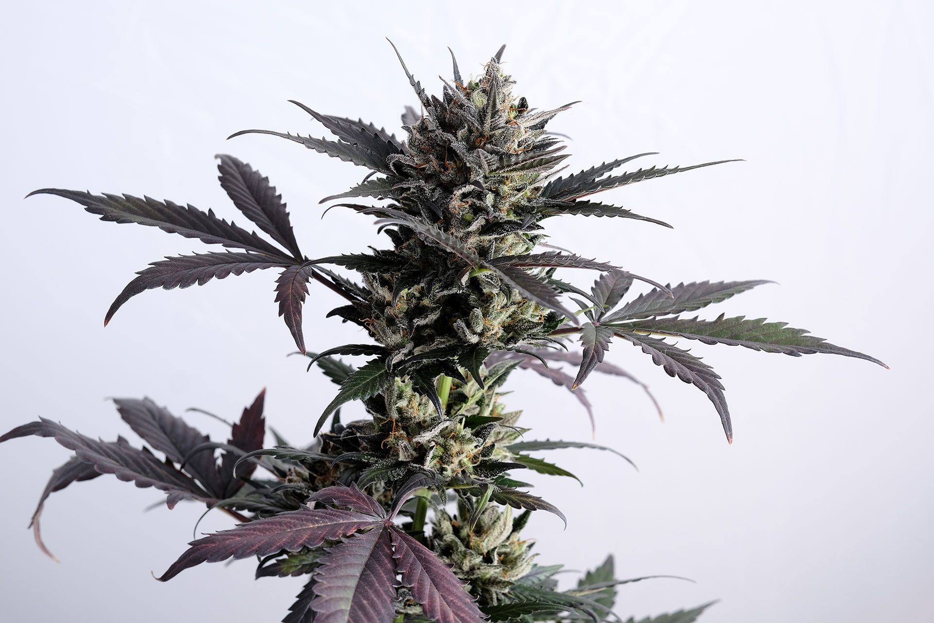 Semi di cannabis - Autofiorente: Lemon Haze Auto (2)