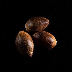 Marijuana seeds: Lemon Haze Auto, 3+1 Seed