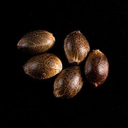 Marijuana seeds: Lemon Haze Auto, 5+2 Seed