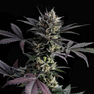 Lemon Haze Auto