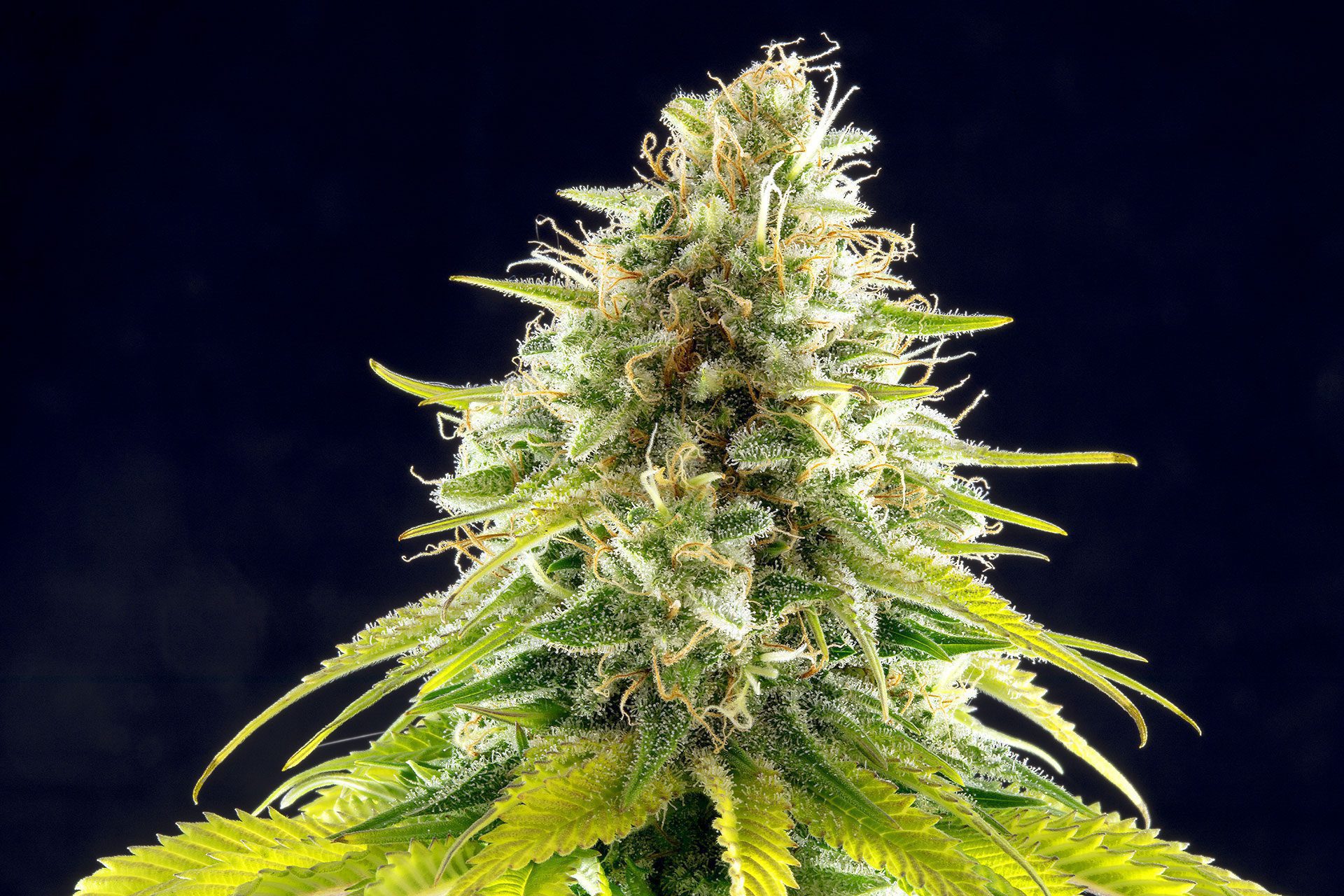 Semi di cannabis - Femminizzate: Mataro Blue (1)