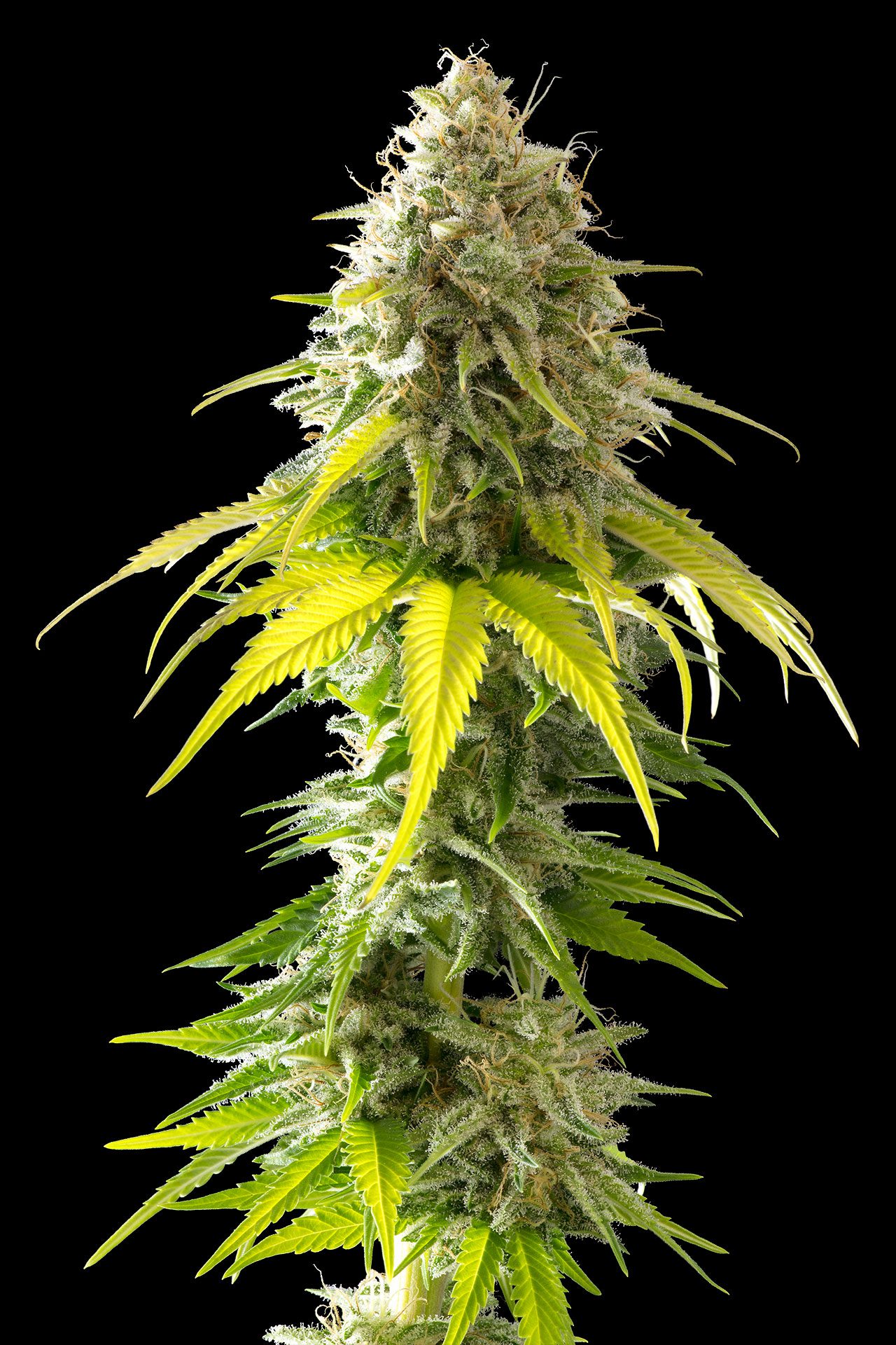 Semi di cannabis - Femminizzate: Mataro Blue (2)