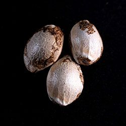 Semi di cannabis: Mataro Blue,  3+1 Seed