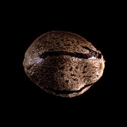 Marijuana seeds: Mikromachine Auto, 1 Seed
