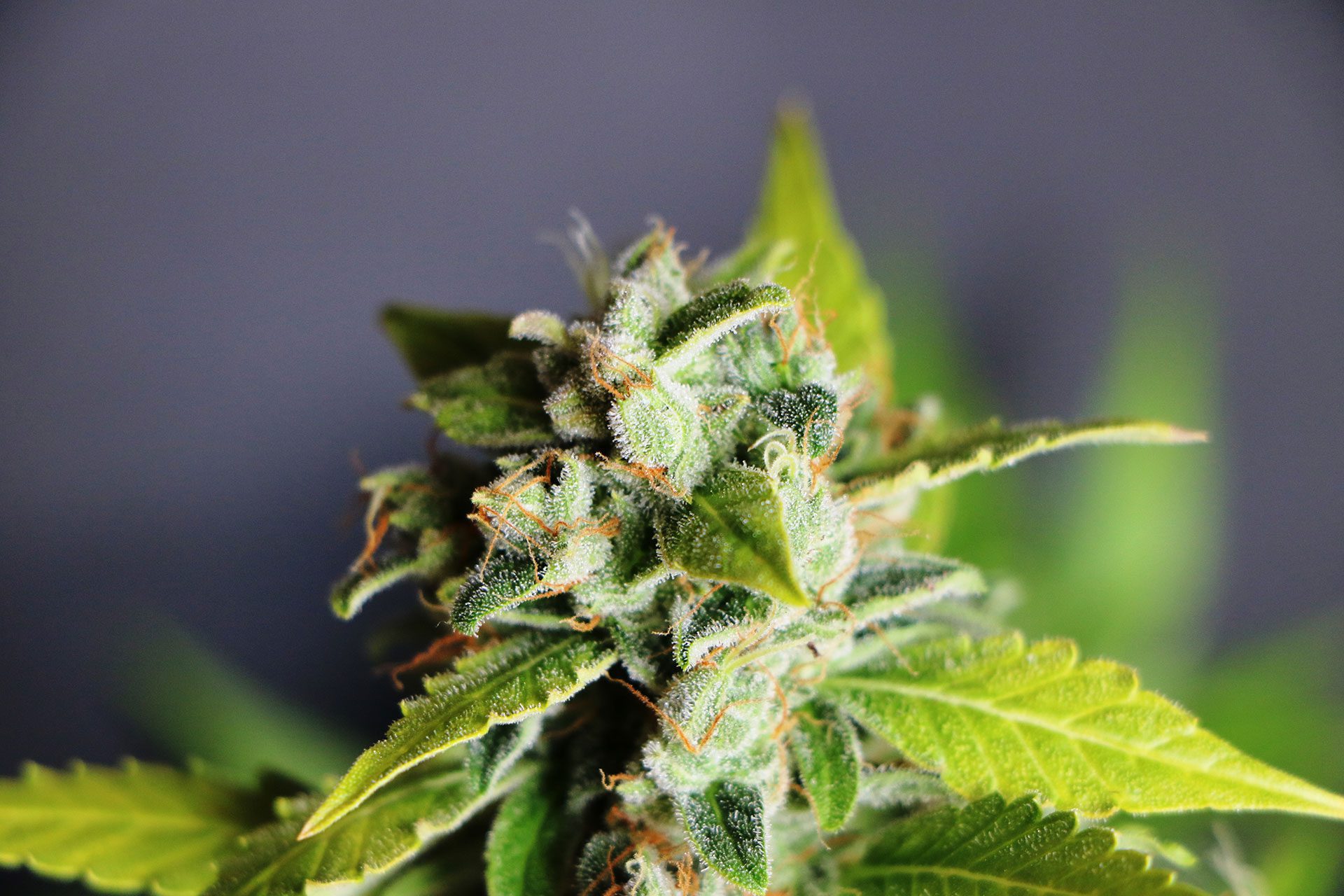 Marijuana seeds - Autoflowering: Mikromachine Auto (1)