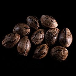 Marijuana seeds: Mikromachine Auto, 10+3 Seed